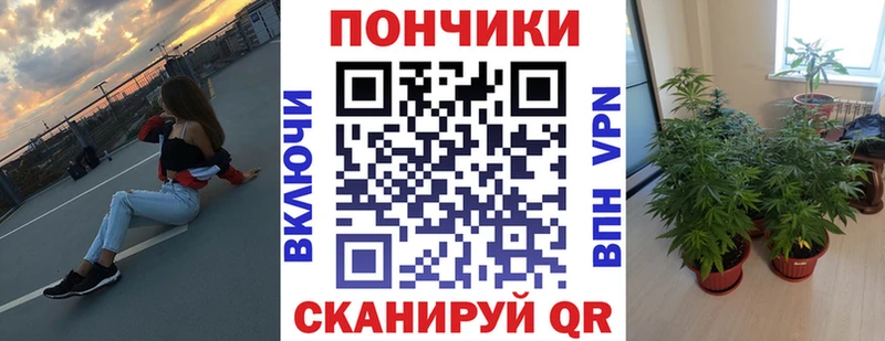 Марихуана сатива Кашира